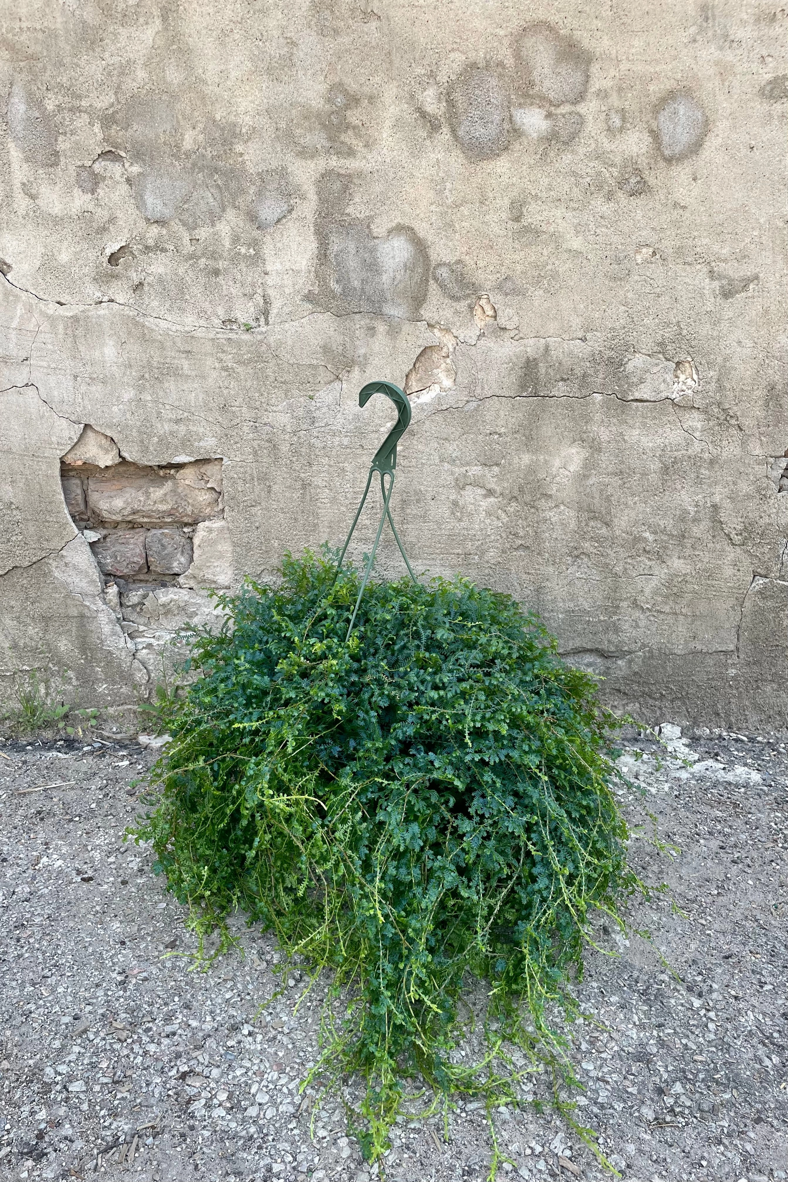 Selaginella unicata "Peacock Moss" 8"