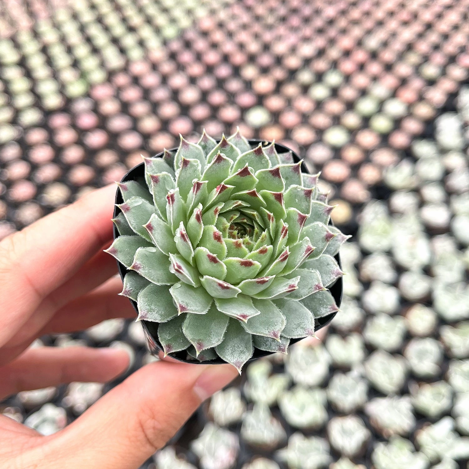 Sempervivium calcareum