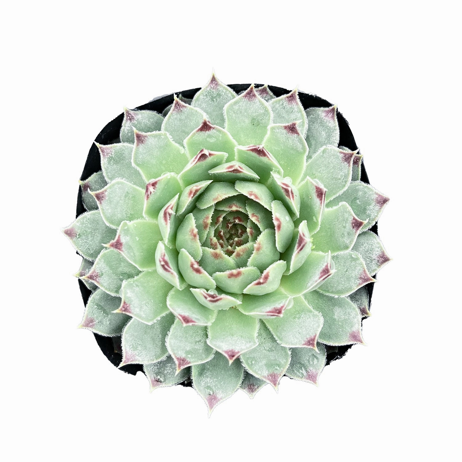 Sempervivium calcareum mini ornamental plant  