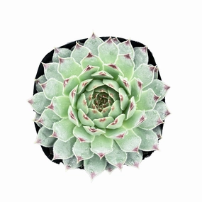 Sempervivium calcareum mini ornamental plant  