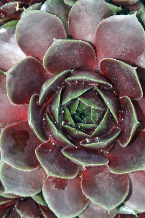 Sempervivum 'Commander Hay' 1qt