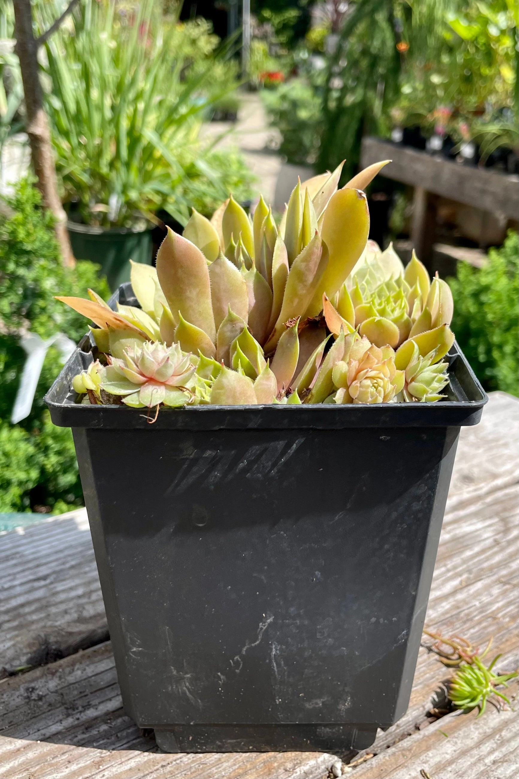 Sempervivum 'Commander Hay' 1qt
