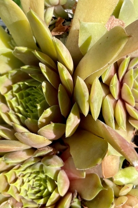 Sempervivum 'Commander Hay' 1qt decorative flowerpot  