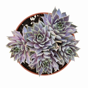 Sempervivum 'Grey Lady' (4 inch) mini ornamental plant  
