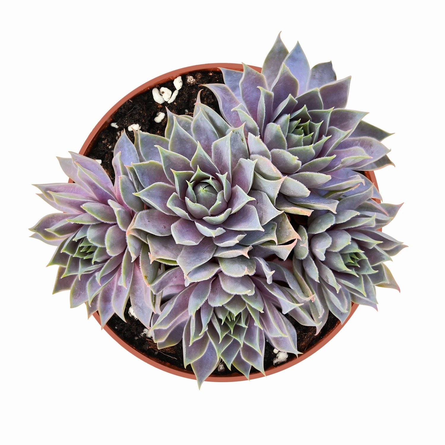 Sempervivum 'Grey Lady' (4 inch) mini ornamental plant  
