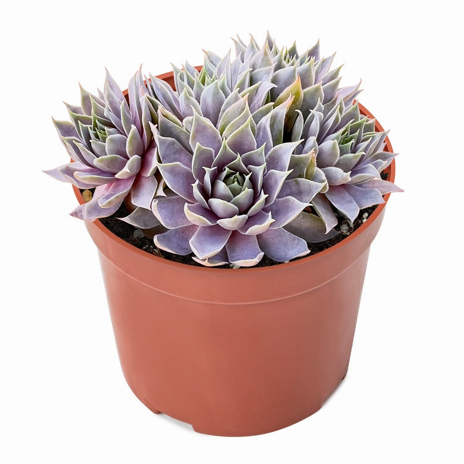 Sempervivum 'Grey Lady' (4 inch)