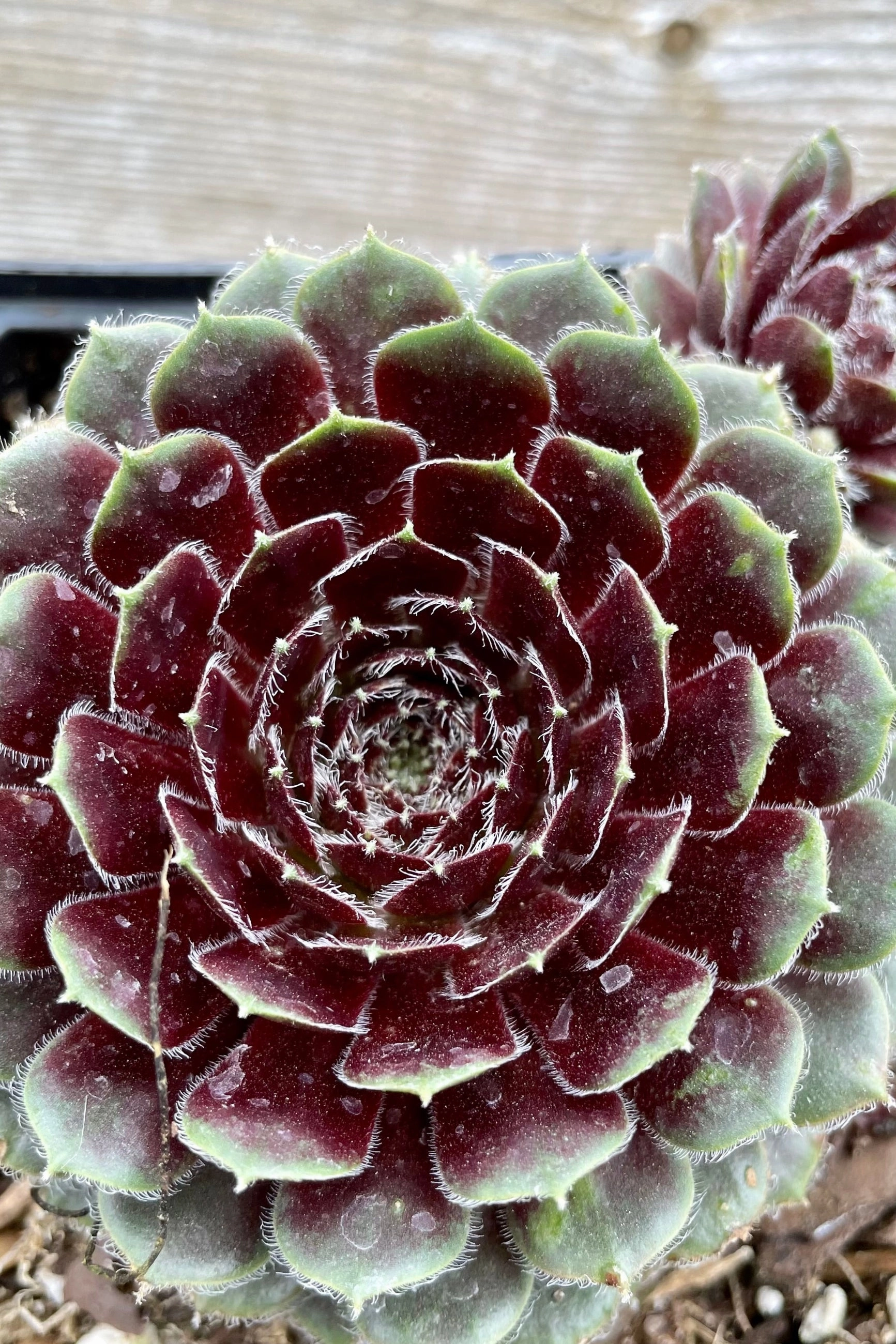 Sempervivum 'Pilioseum' 1qt decorative flowerpot  
