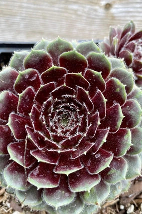Sempervivum 'Pilioseum' 1qt decorative flowerpot  