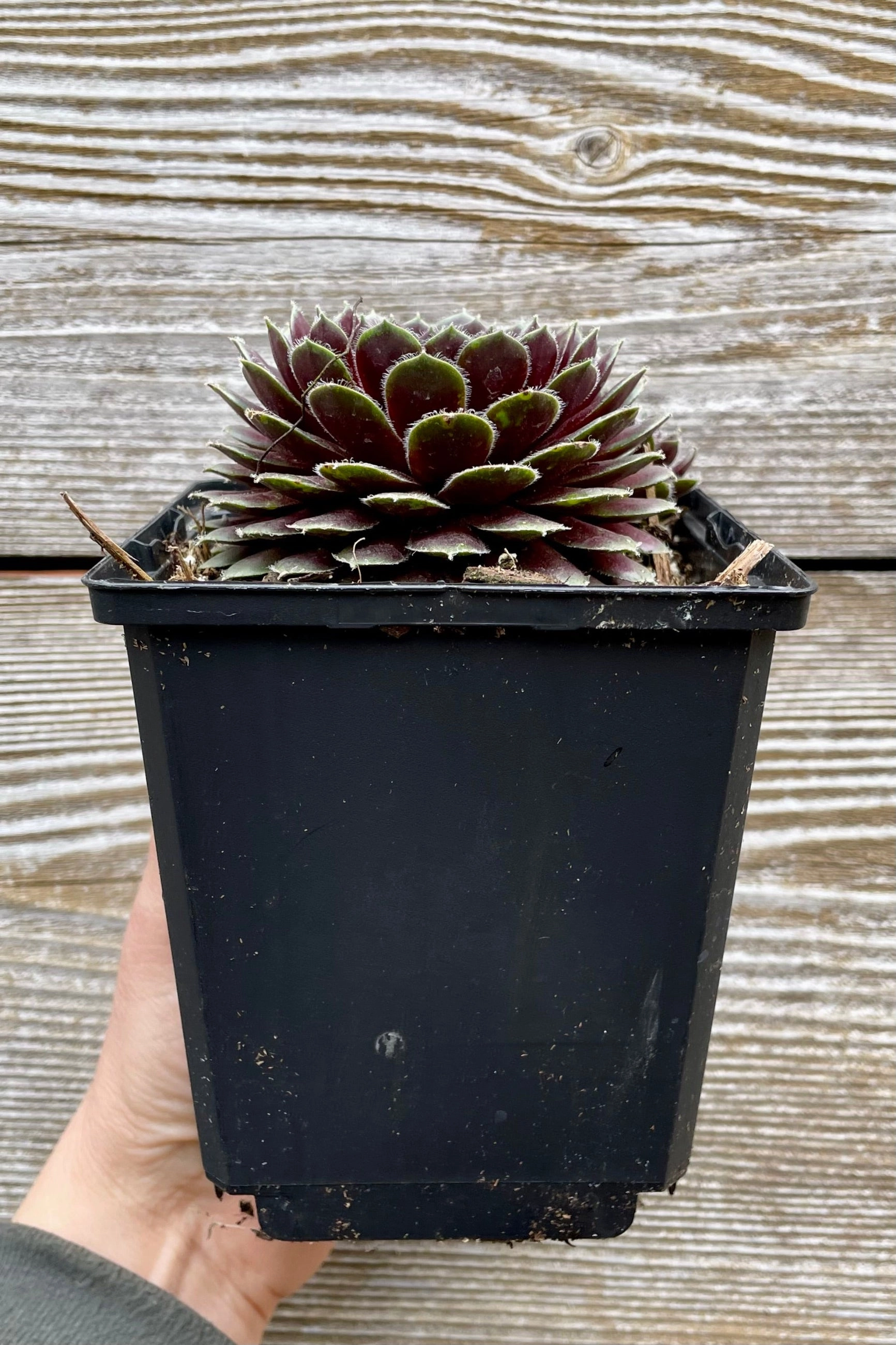 Sempervivum 'Pilioseum' 1qt