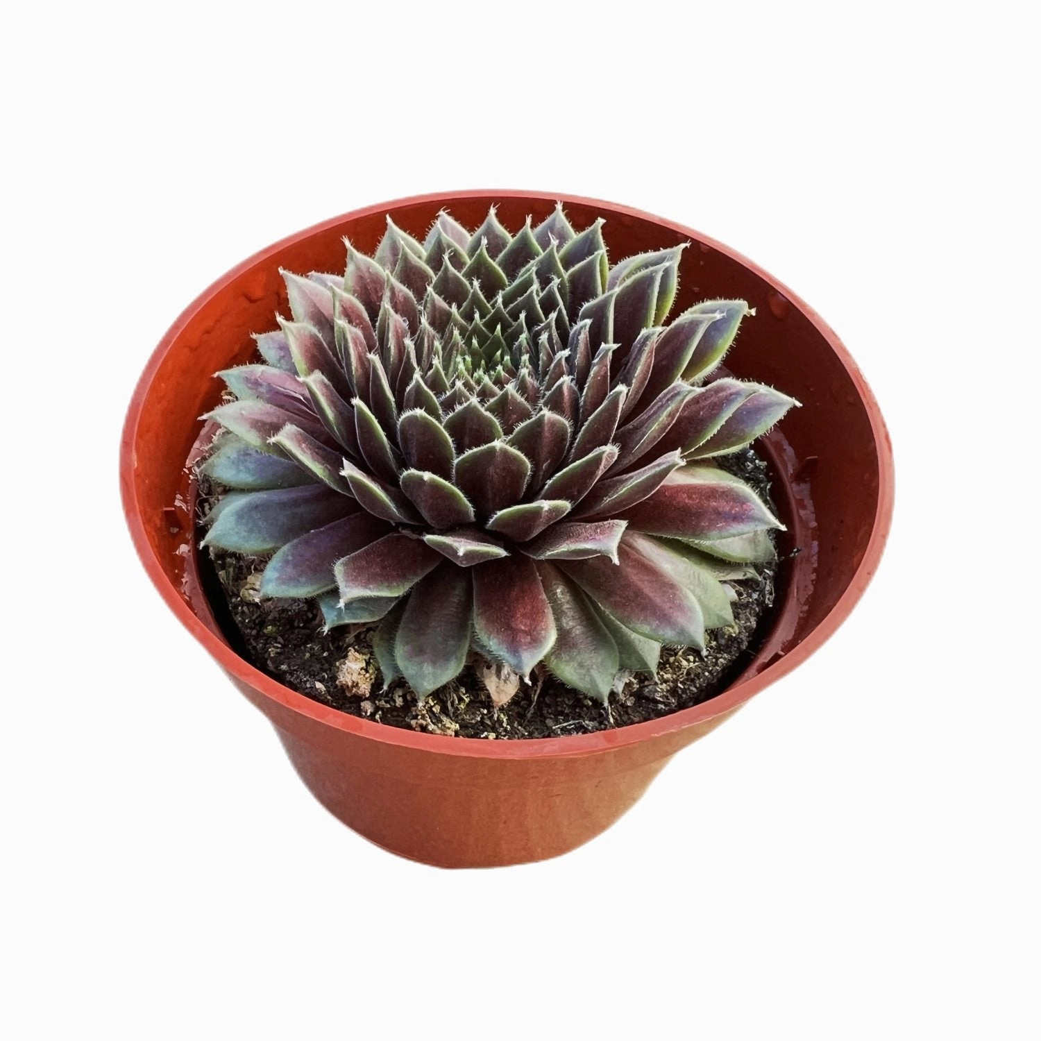 Sempervivum 'Stansfieldii' (4 inch)