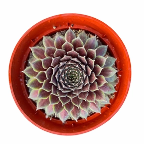 Sempervivum 'Stansfieldii' (4 inch) mini ornamental plant  