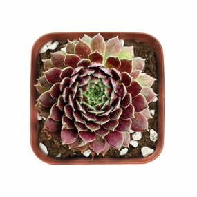 Sempervivum 'Stansfieldii' mini ornamental plant  