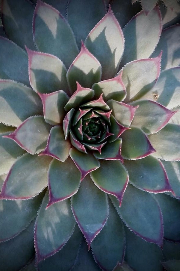 Sempervivum 'Twilight Blues' 1qt