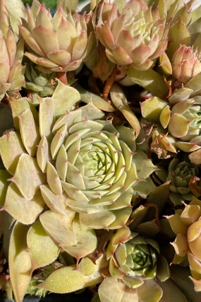 Sempervivum 'Twilight Blues' 1qt decorative flowerpot  