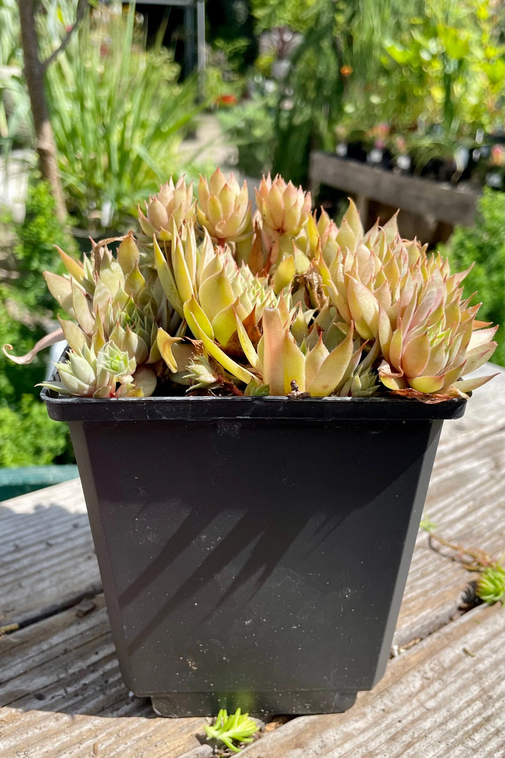 Sempervivum 'Twilight Blues' 1qt