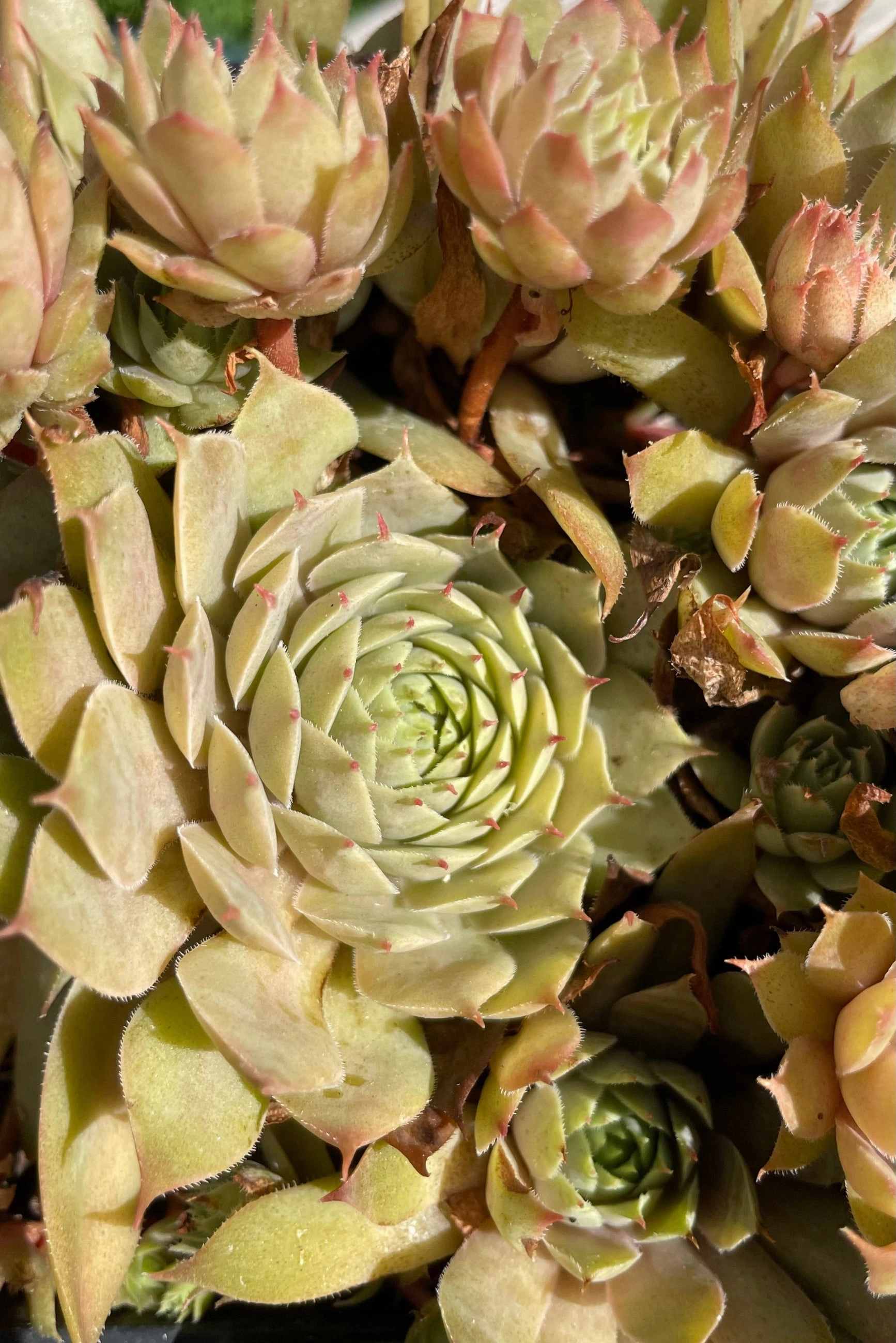 Sempervivum 'Twilight Blues' 1qt decorative flowerpot  