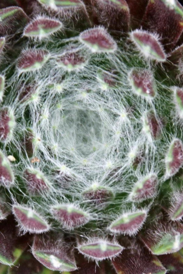 Sempervivum a. 'Cobweb' 1qt