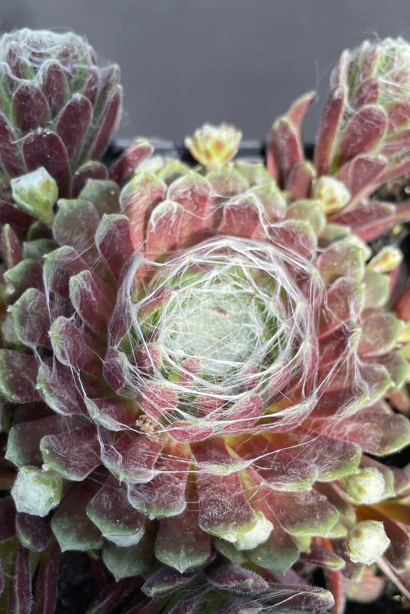 Sempervivum a. 'Cobweb' 1qt