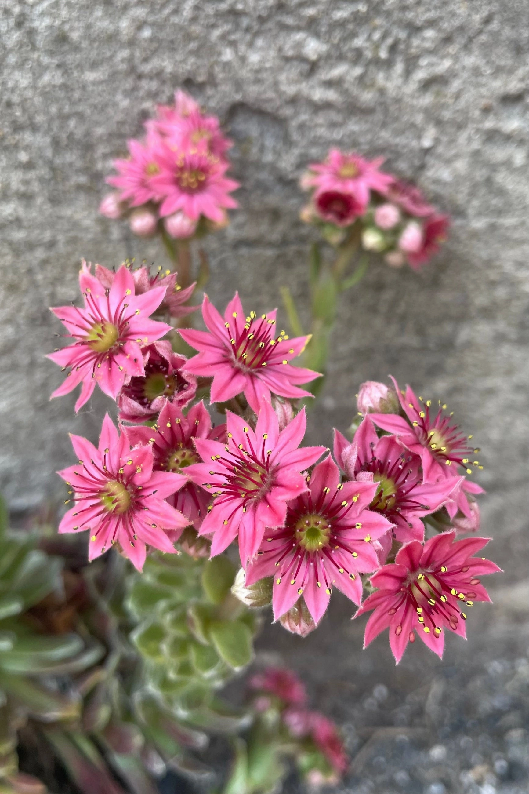 Sempervivum a. 'Cobweb' 1qt decorative flowerpot  