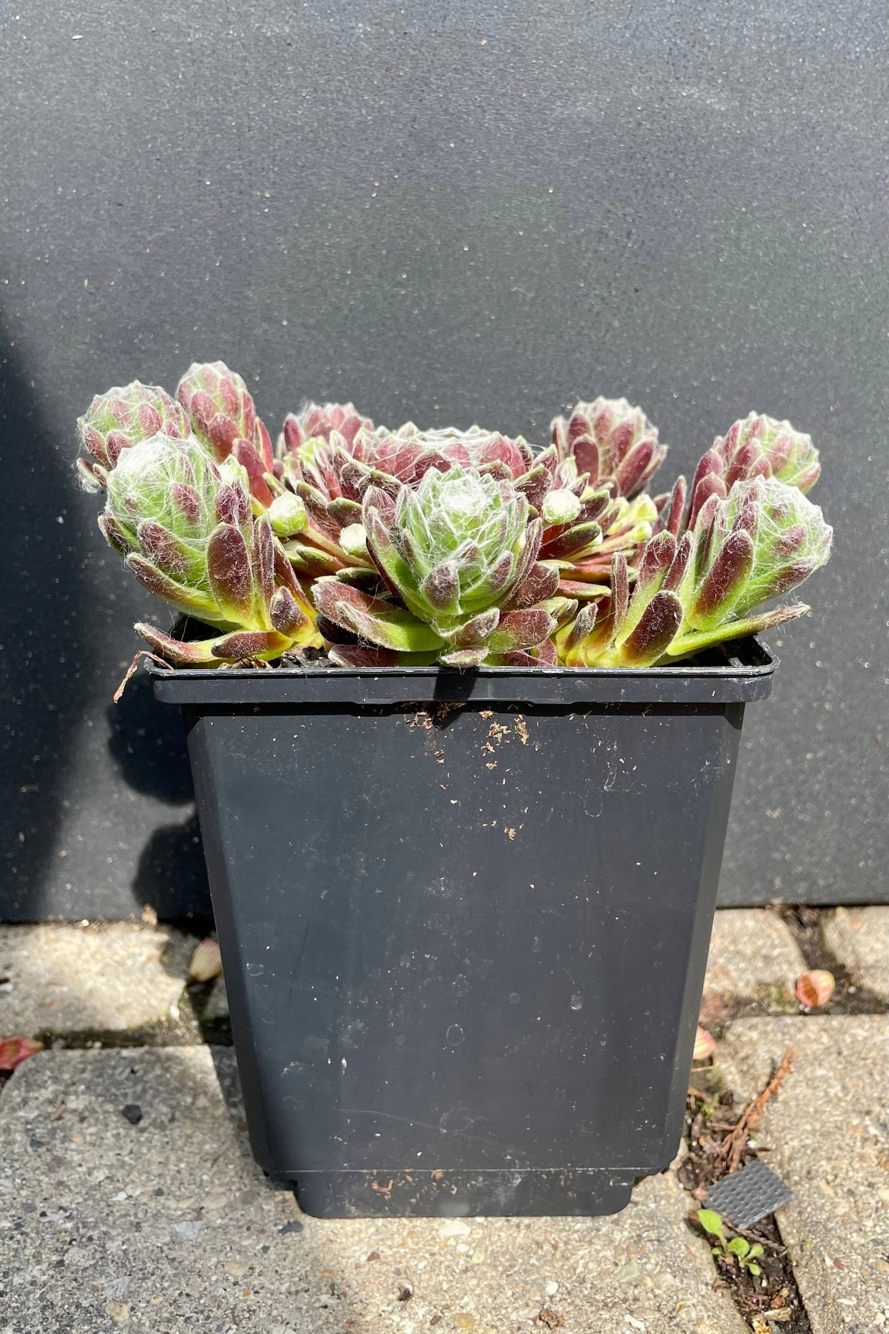 Sempervivum a. 'Cobweb' 1qt