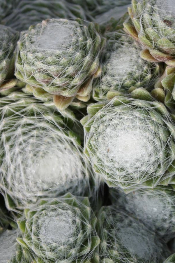 Sempervivum a. 'Cobweb' 1qt
