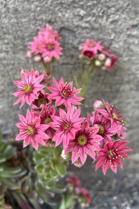 Sempervivum a. 'Cobweb' 1qt decorative flowerpot  