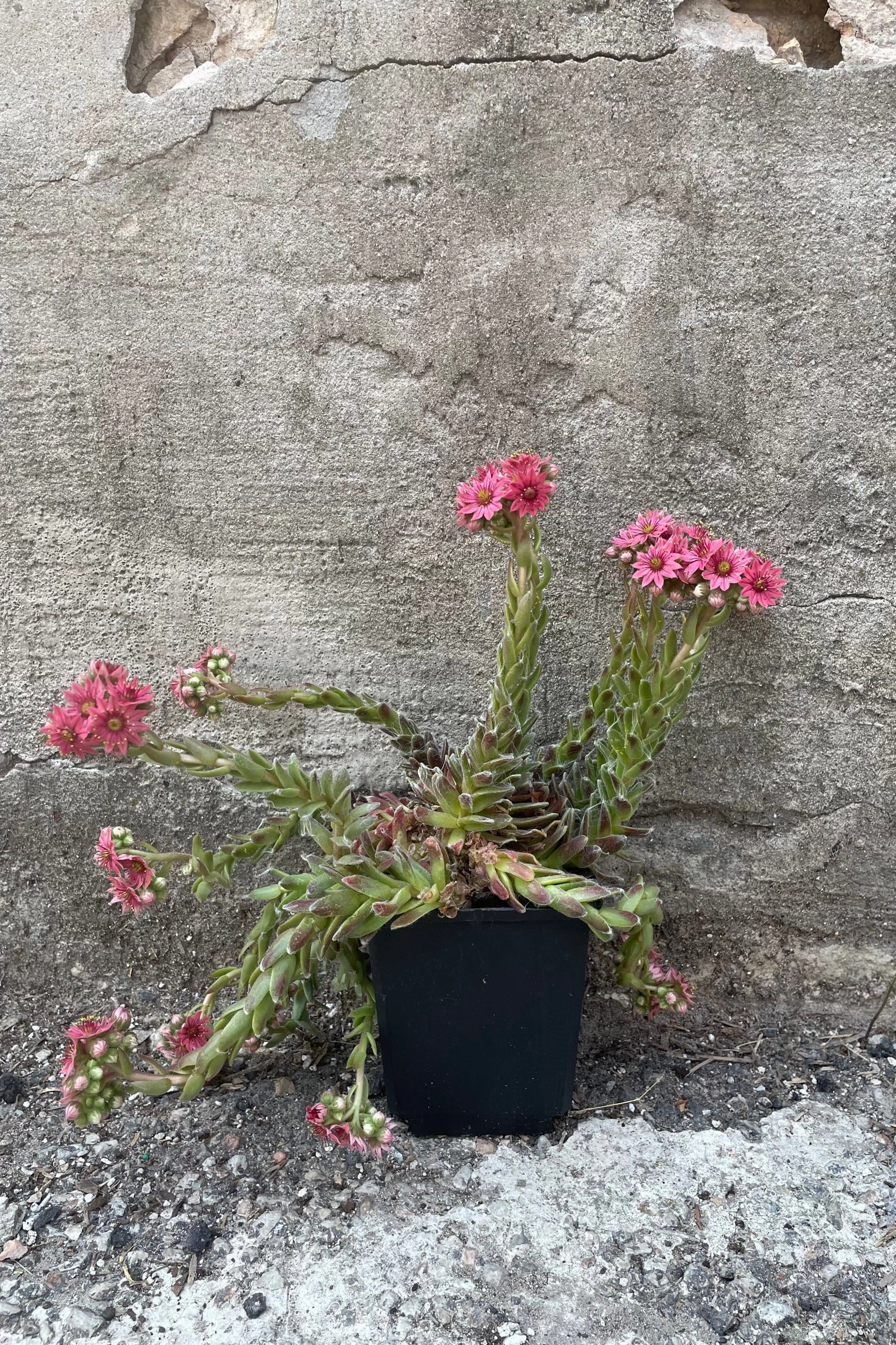 Sempervivum a. 'Cobweb' 1qt