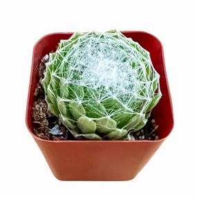 Sempervivum Arachnoideum mini ornamental plant  