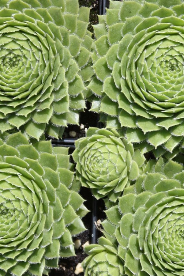 Sempervivum braunii 1Qt