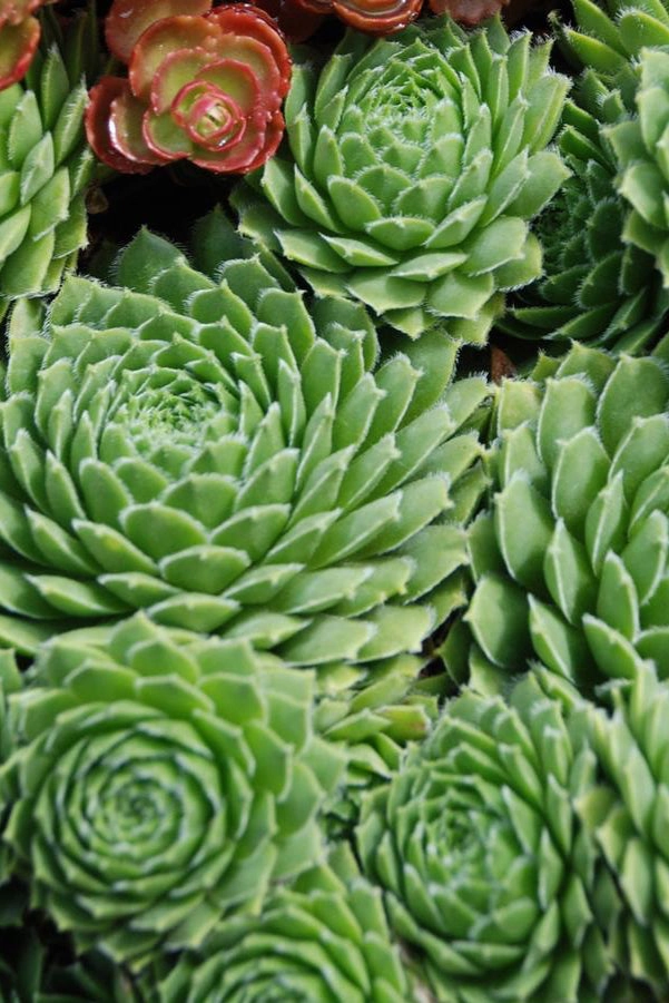 Sempervivum braunii 1Qt