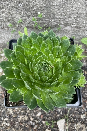 Sempervivum braunii 1Qt decorative flowerpot  