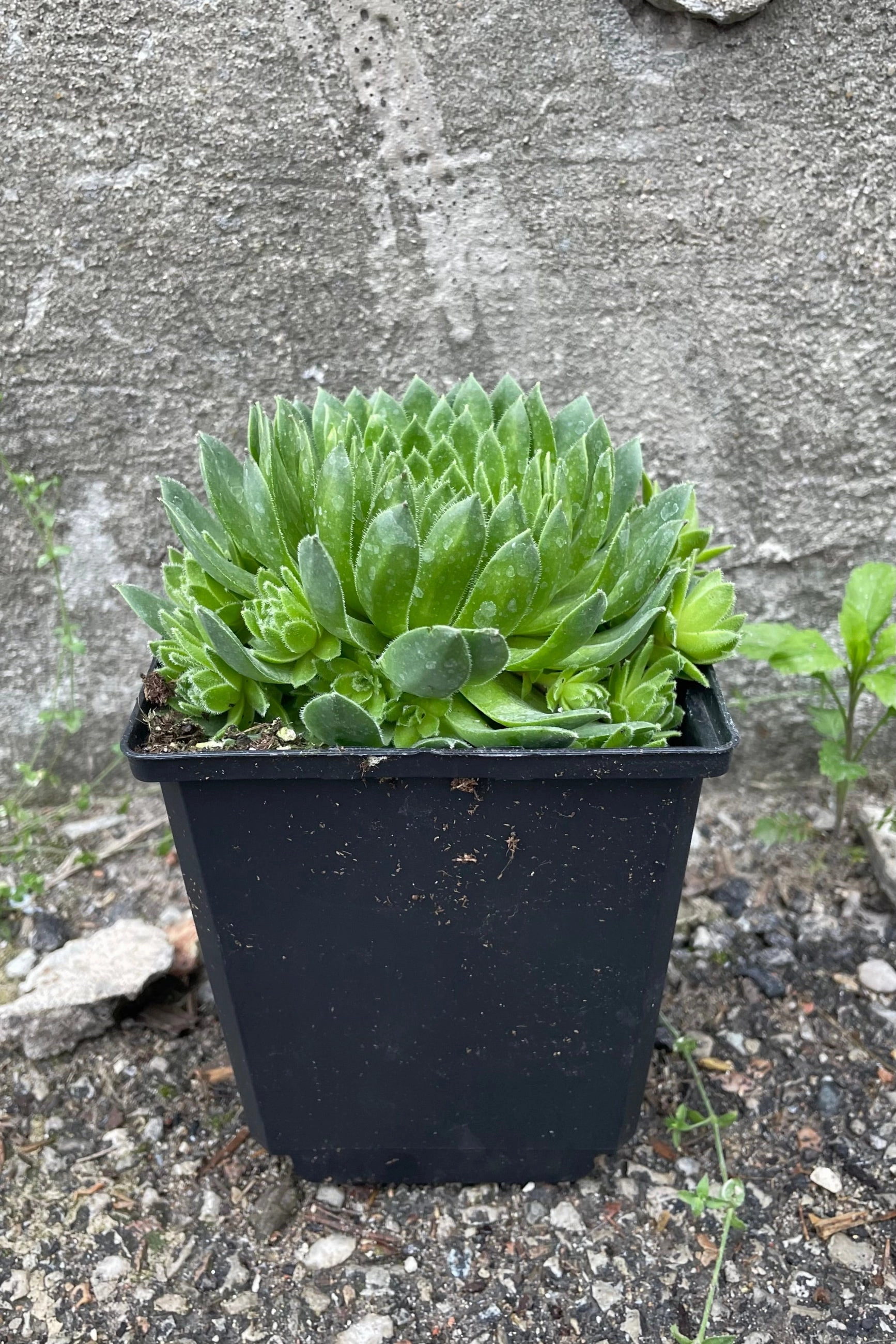 Sempervivum braunii 1Qt