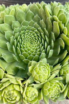 Sempervivum braunii 4.5" decorative flowerpot  
