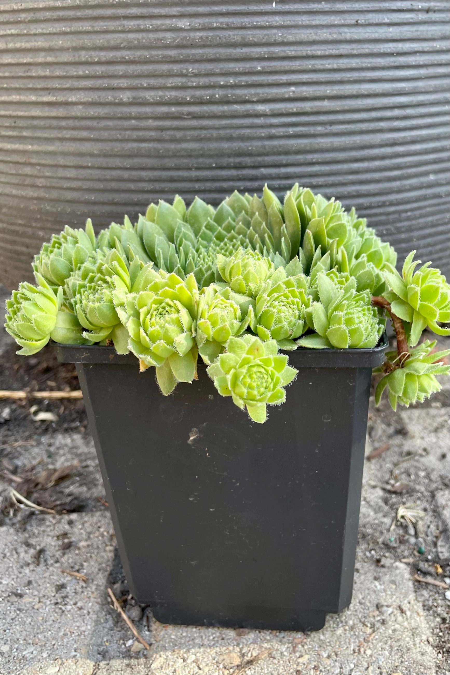 Sempervivum braunii 4.5"