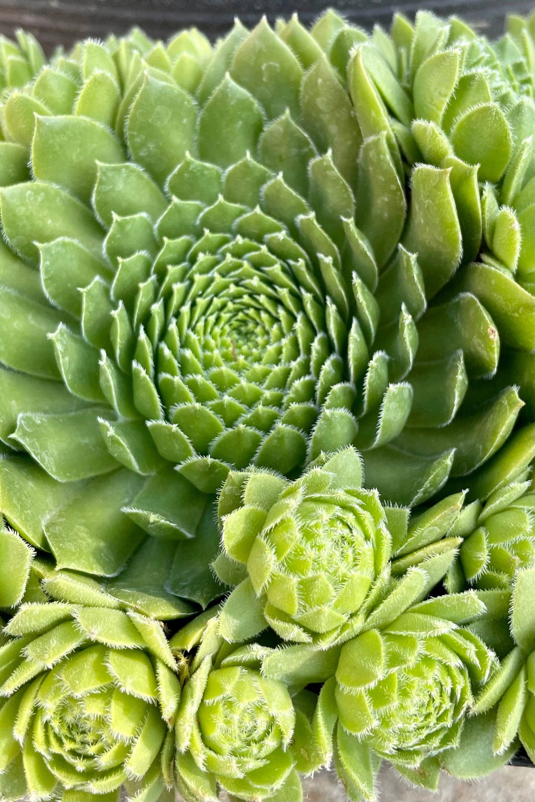 Sempervivum braunii 4.5" decorative flowerpot  