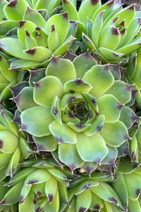 Sempervivum c. 'Mrs. Giuseppi' 1qt decorative flowerpot  
