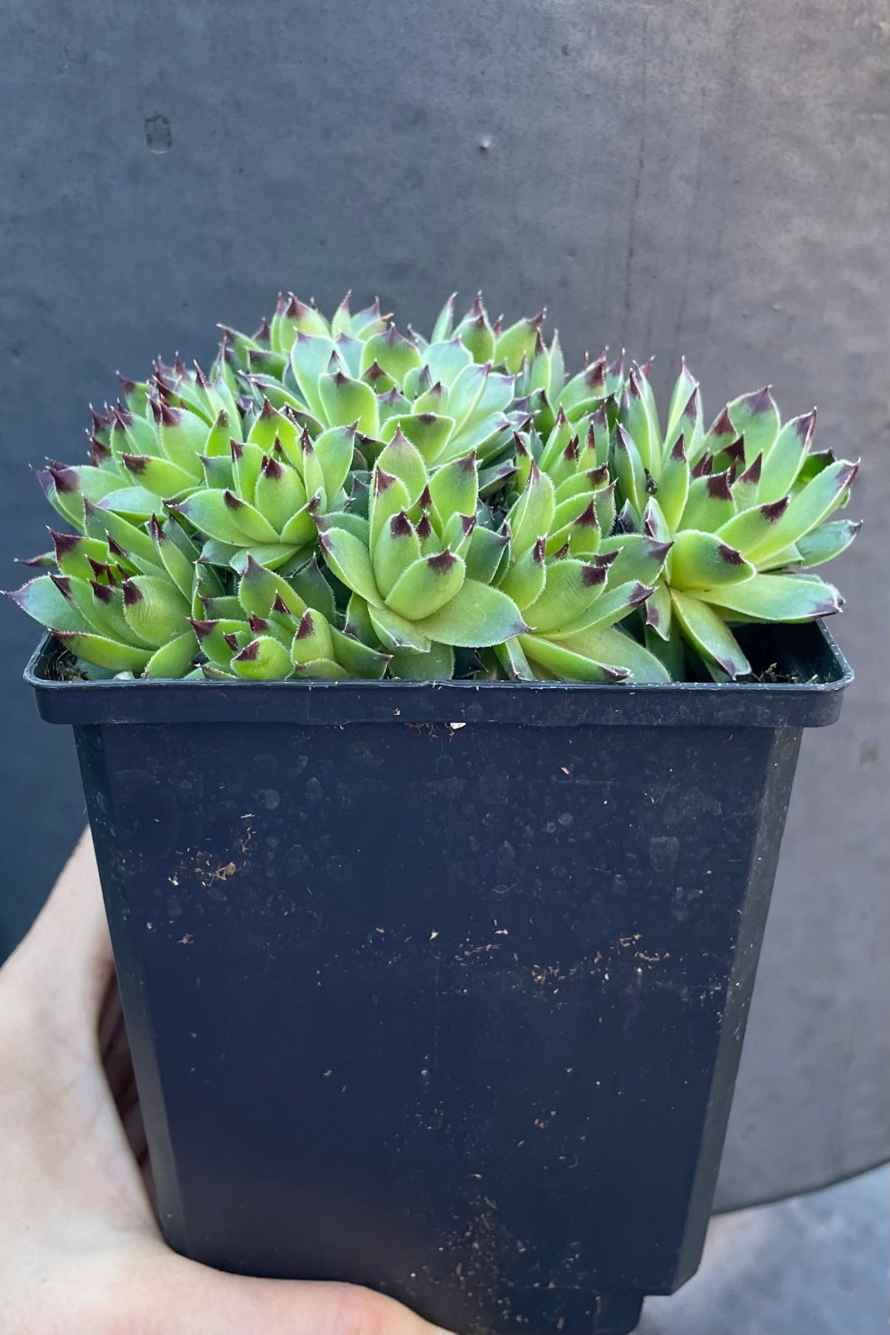 Sempervivum c. 'Mrs. Giuseppi' 1qt