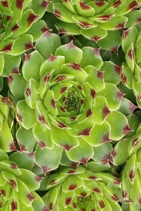 Sempervivum c. 'Mrs. Giuseppi' 1qt