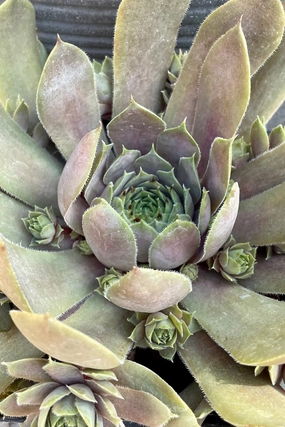 Sempervivum t. 'Purple Beauty' 1 qt decorative flowerpot  