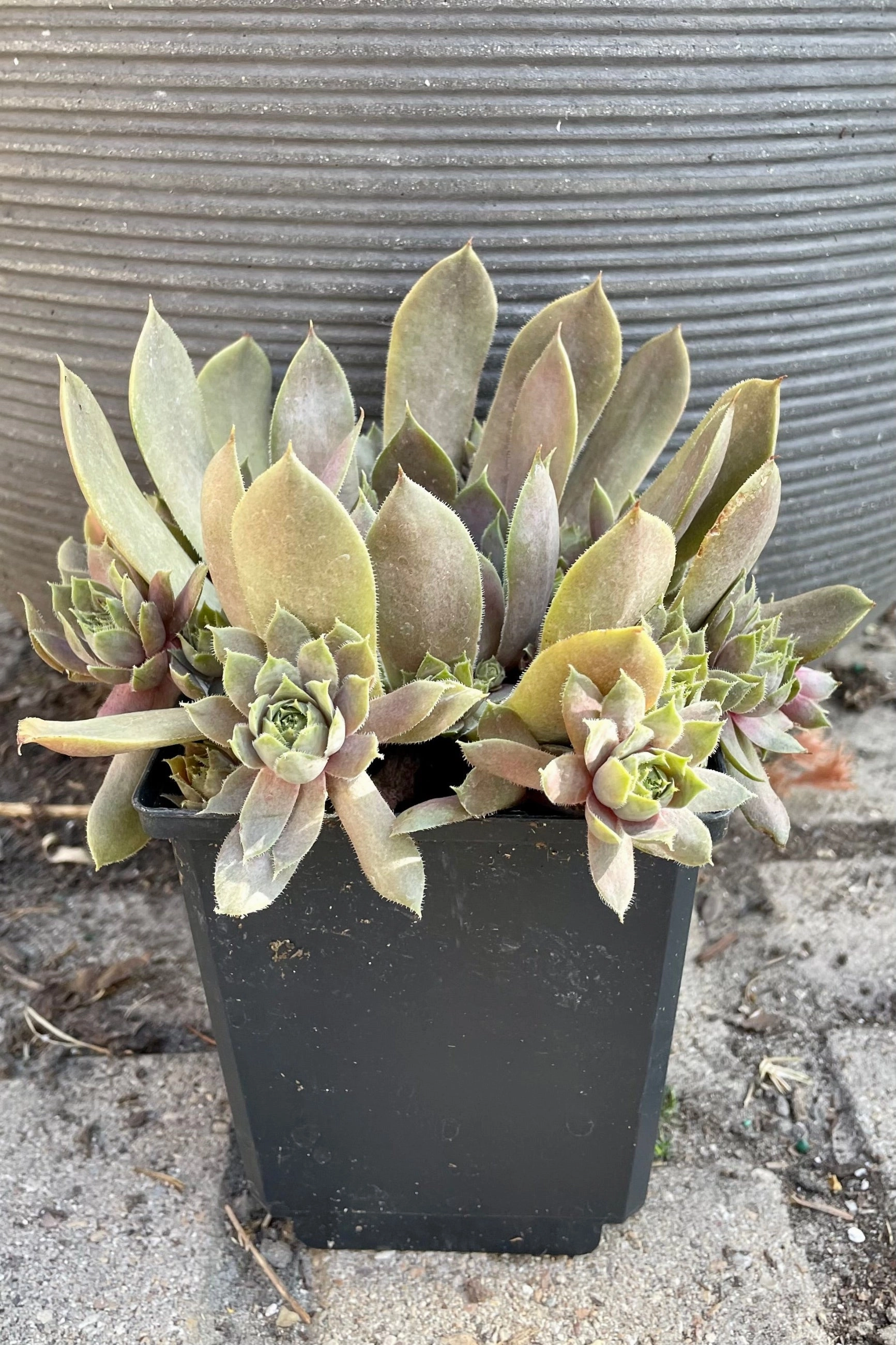 Sempervivum t. 'Purple Beauty' 1 qt