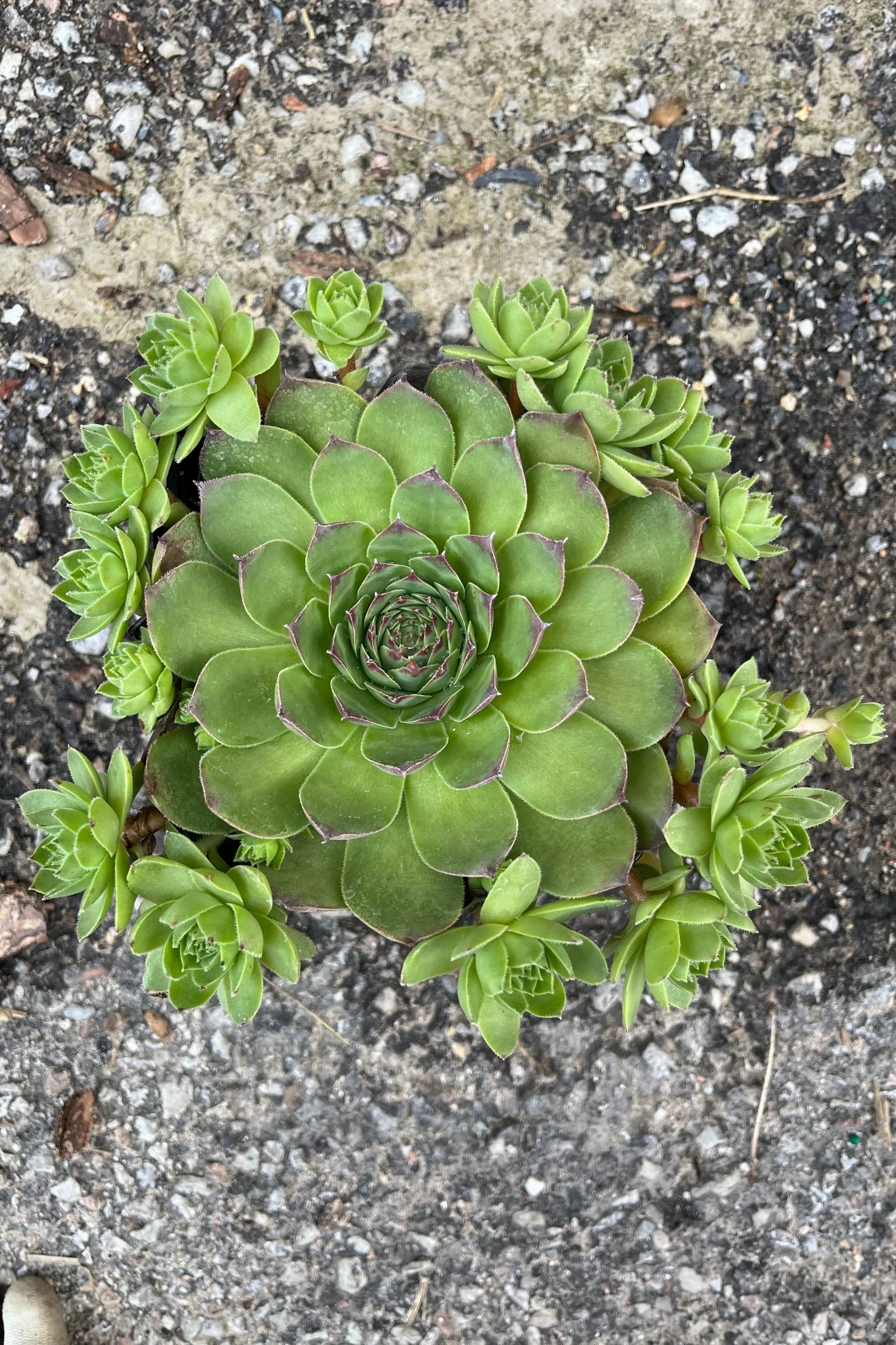 Sempervivum tectorum 1qt decorative flowerpot  