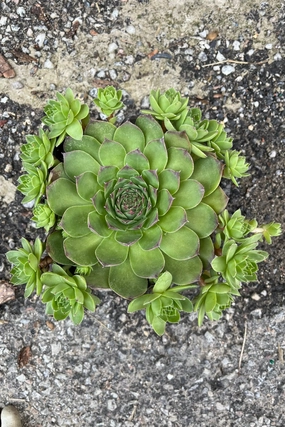 Sempervivum tectorum 1qt decorative flowerpot  
