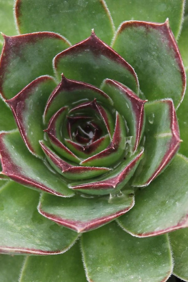 Sempervivum tectorum 1qt