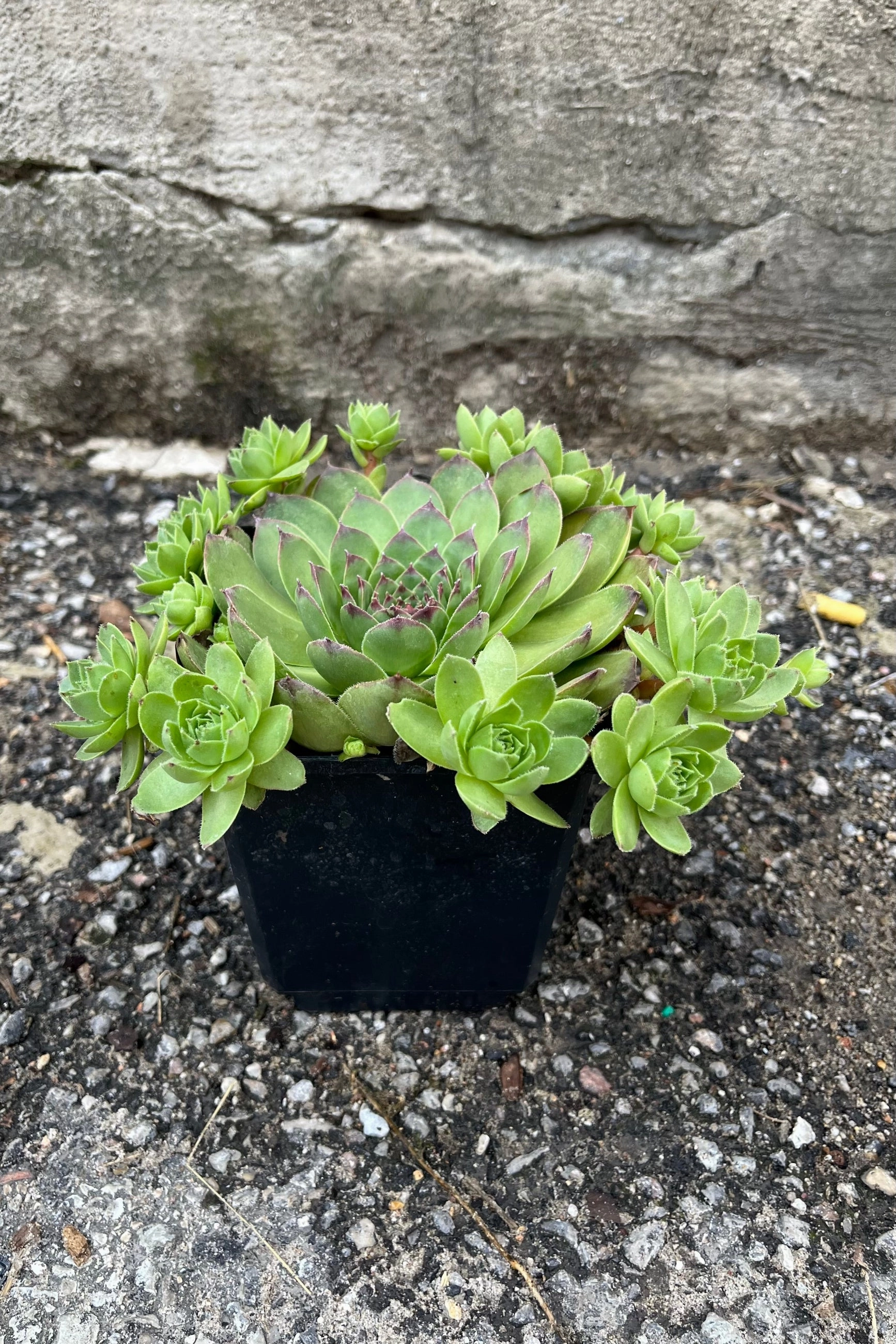 Sempervivum tectorum 1qt