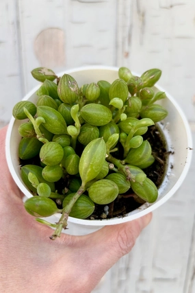 Senecio herreanus "String of Watermelons" 4" medium flower pot  