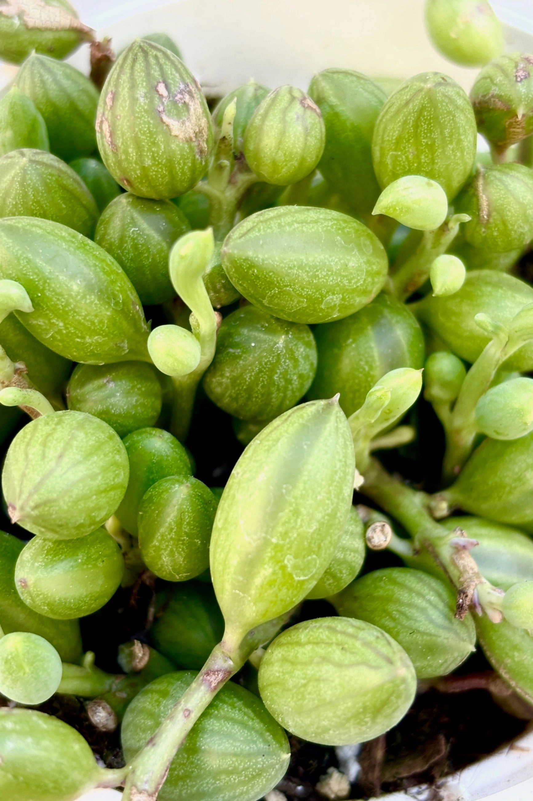 Senecio herreanus "String of Watermelons" 4"