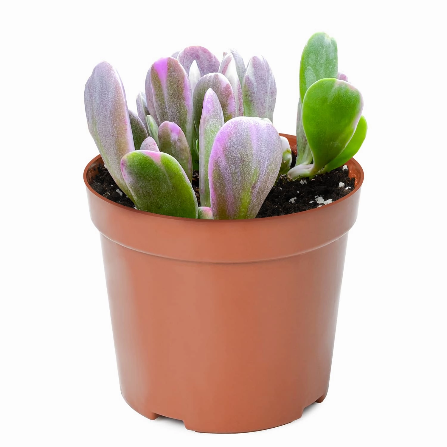 Senecio Jacobsenii/ Trailing Jade (4 inch)