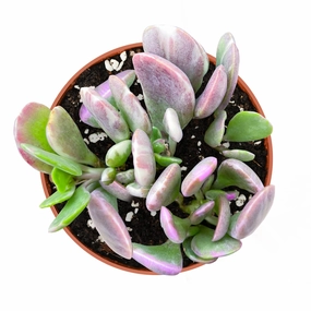 Senecio Jacobsenii/ Trailing Jade (4 inch) mini ornamental plant  