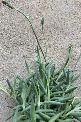 Senecio radicans "Fish Hooks" 4" medium flower pot  