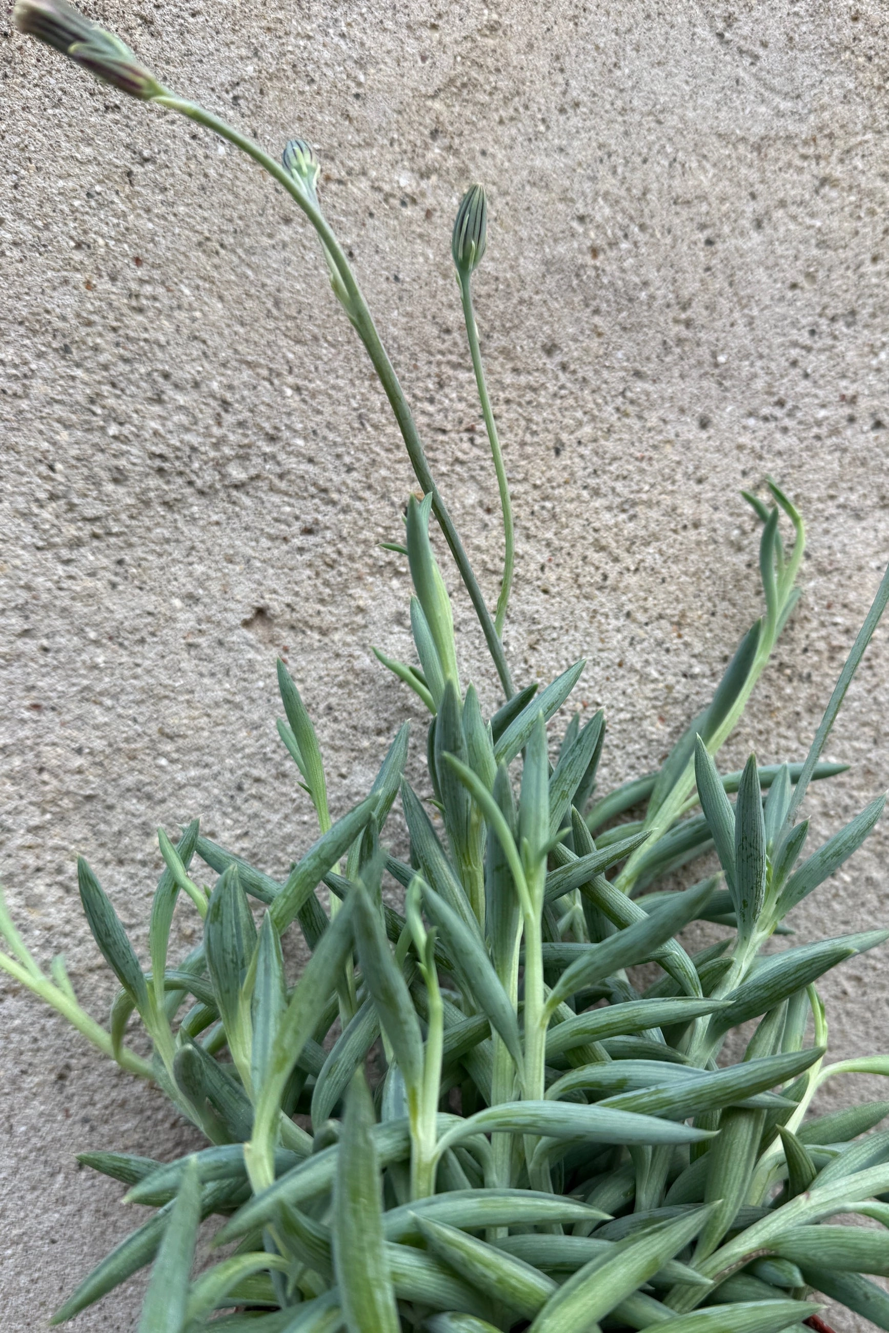Senecio radicans "Fish Hooks" 4" medium flower pot  